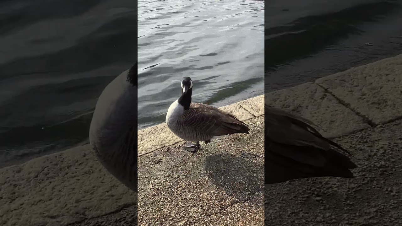 "🌞 Several Canada geese by the Serpentine Lake, preening, snoozing, and chilling on a sunny morn. 🪿"