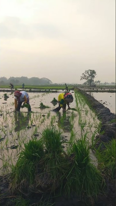 Bersama petani membangun negeri