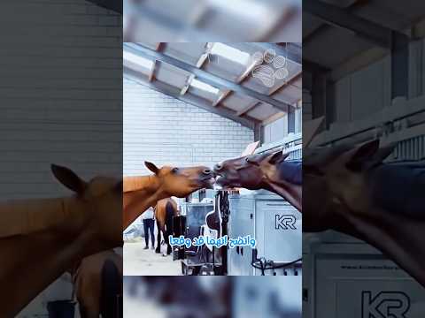 حصانان يقعان في الحب من أول نظرة