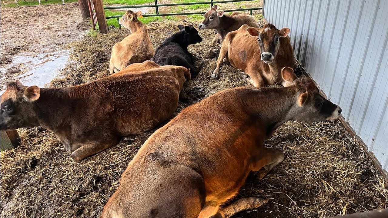 Do we have a A2/A2 jersey herd? #A2A2 #jersey #dairy