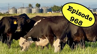 Putting Cows On Rejuvenated Pasture