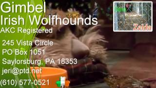 Gimbel Irish Wolfhounds Duffy And Zelda