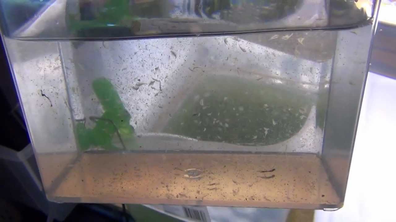Raise Brine Shrimp Indoors to Adults, easy and almost free 
