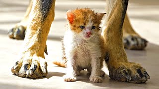 Котенка ждала неминуемая смерть! Но только посмотрите, что сделала СОБАКА!