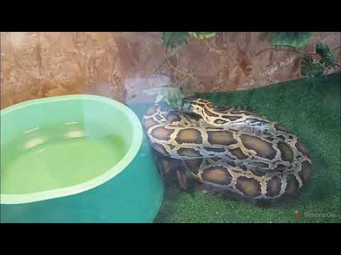 فيديو: Python - Pythonidae سلالة الزواحف هيبوالرجينيك ، الصحة ومدى الحياة