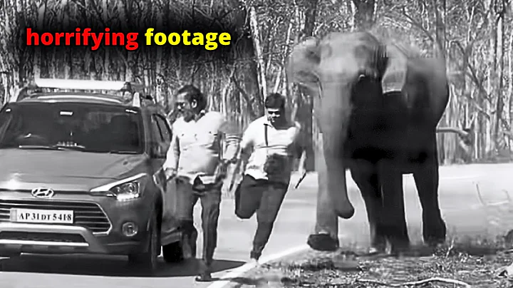 25 Most DISTURBING Wild Animal Encounters Caught On Camera | Scary Comp V240 thumbnail