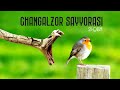 Changalzor Sayyorasi 21 Qism Dunyo Bo Ylab TV Changalzor Sayyorasi 21 Qism Dunyo Bo Ylab TV