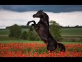 Кони. Музыка Сергея Чекалина. Horses. Music by Sergei Chekalin.