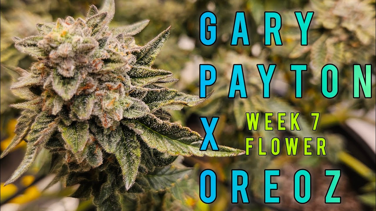 Gary Payton X Oreoz week 7 of flower - The Friendly Grower