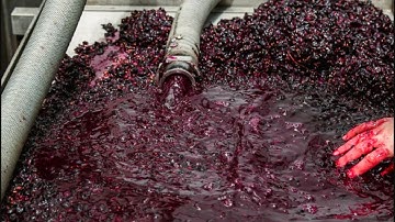 How wine is made: The Art and Science of Winemaking