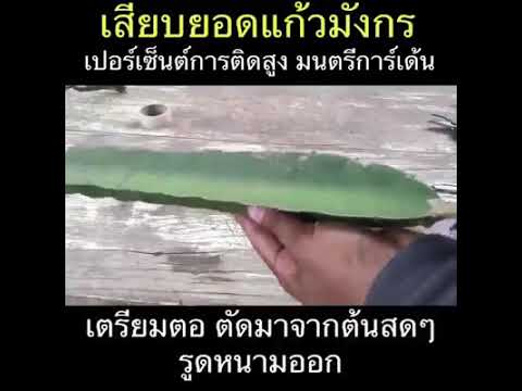 เสียบยอดแก้วมังกร EP.6