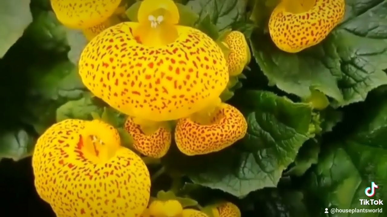 Calceolaria- Lady's Purse- Pocket book plant flowers
