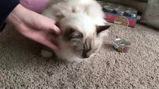 Ragdoll kitten to cat - Dry and canned food for kitten and cat - transition for our snowflake by Ragdoll Kitten Life 309 views 6 years ago 6 minutes, 26 seconds