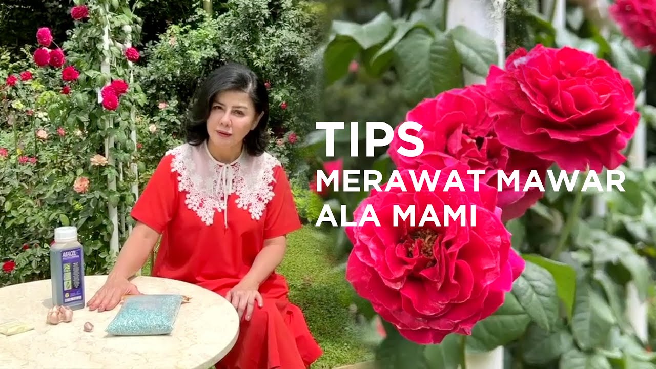 #Vlog TIPS MERAWAT MAWAR ala #Mamitoko