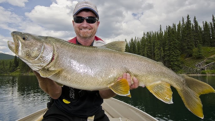 Fishing Chronicles BC: Fishing Kootenay Lake, HUGE perch. 