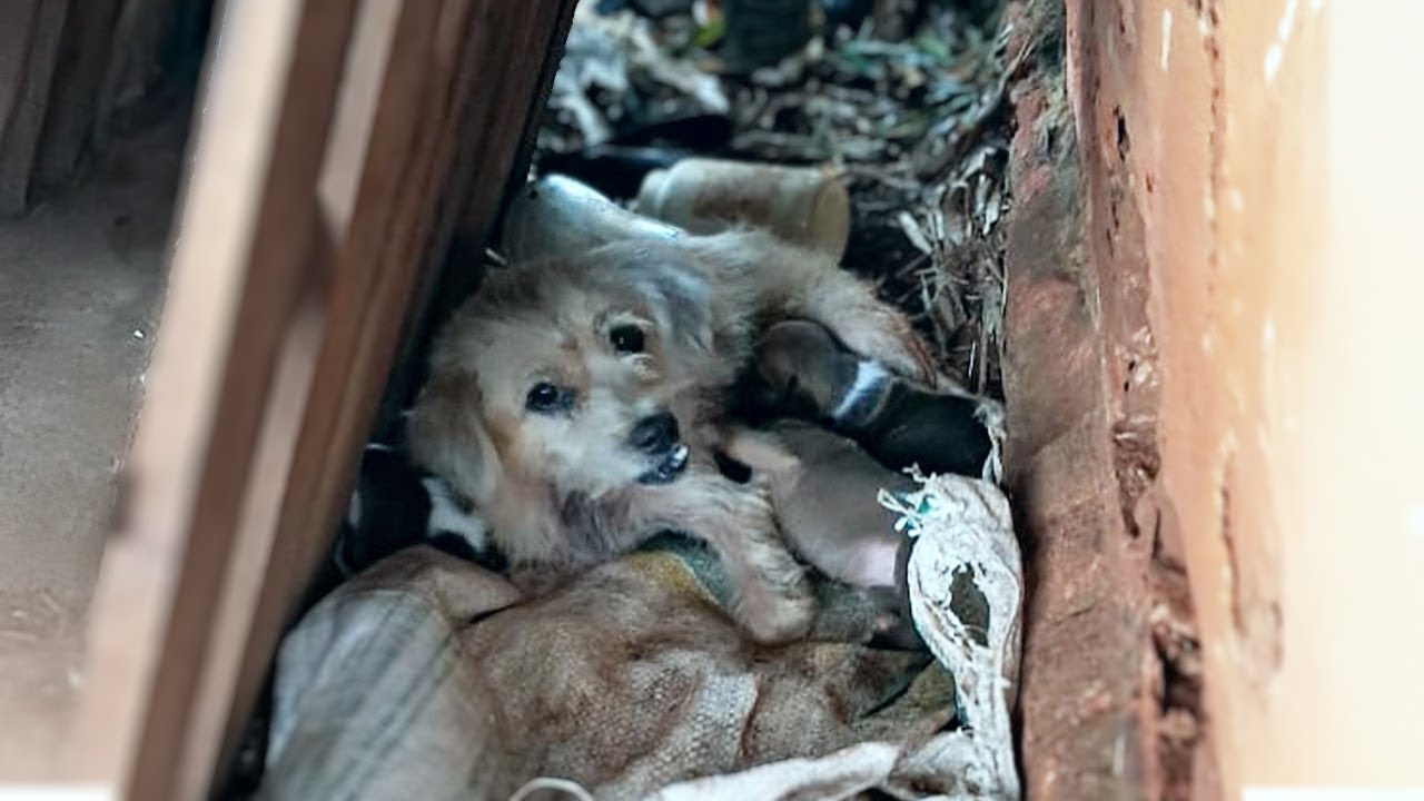 She Was Abandoned, Starving, and Afraid – But This Mother Dog Never Left  Her Puppies