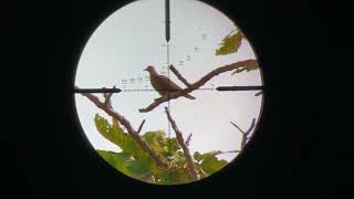 Great shoot | Hunting in forest | Sniper adventure hunting #sniperhunting #huntinginforest screenshot 3