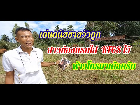 เปิดราคาแม่สาวท้องแรกใหญ่ๆบิ๊กๆใกล้คลอดราคาถูกๆ ที่ค่ายมวยเกียรติภัทรพรรณ บ้านนาคำเจริญ ต.คำไฮใหญ่