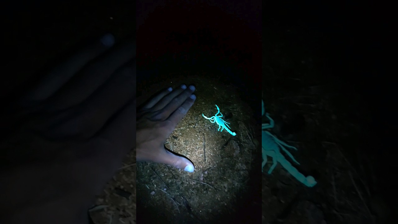 Escorpion amarillo, lo que no sabías #animales #escorpion #aracnidos #curiosidades #viral