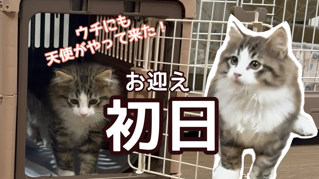 【お迎え初日】我が家にも天使が舞い降りました