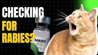 STOP Ignoring These Warning Signs of Rabies in Your Cat | How Do You Check a Cat for Rabies?