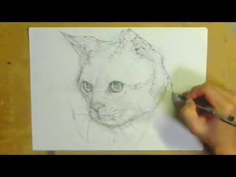 猫のデッサン 108【生配信】猫 デッサン how to draw with pencil - YouTube