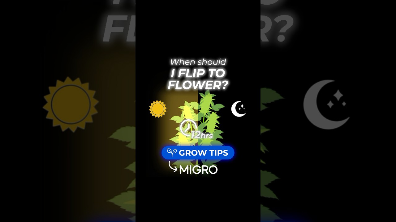 When should I flip to flower?