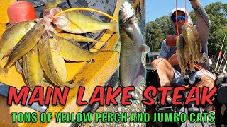 Main Lake Steak! Yellow Perch on Lake Lanier and BIG catfish #fishing #lakelanier #perch #bass