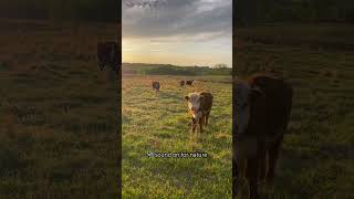 More cow visits, less chaos #weekendvibes #friyay #thefarmwifereads #homesteading #sunset #farmlife