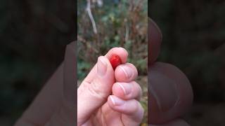 How to eat a wild rosehip 🌹 #forageharvester #rosehip #wildfood #woodland #grateful #foryoupage #fyp