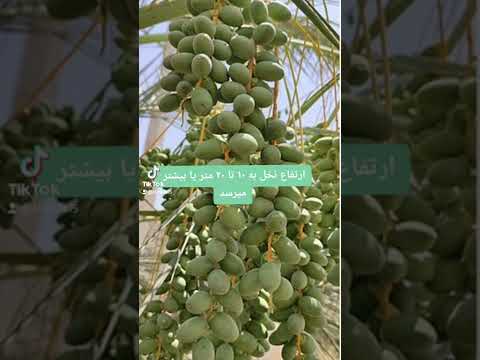 تفاوت خرما و رطب در سی ثانیه رطب خرما انرژی قند جایگزین جنوب شیرین تیک تاک ایران سوپری