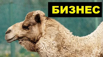 Разведение верблюдов как бизнес идея (Верблюдоводство)