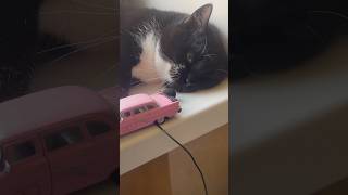 Purring Cat sound for Relax. Relaxing video for sleep. Funny Cat video for Relaxation. ASMR Purr