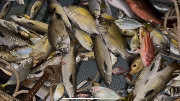 VM66M Kích cá nước mặn công suất lớn P1