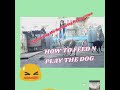 How to feed n play dogs amy villaras