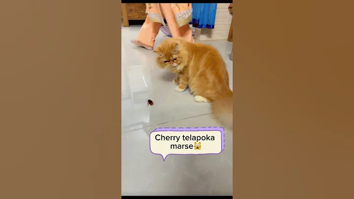 Video 11899011: cat fight funny cute