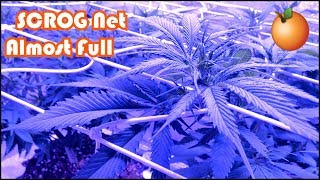 Week 7 Vegetation Agent Orange Beginner Grow Series - SCROG Net almost Full/Nice Even Canopy!