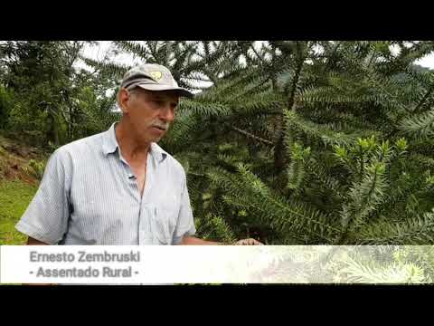 Araucária de pinhão precoce - Sr. Ernesto Zembruski - Bituruna/PR
