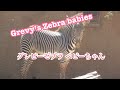 Grevy's Zebra Baby boy does same thing after mom did　シマウマ　ママがすると僕もするｗトイレタイム）　Los Angeles Zoo