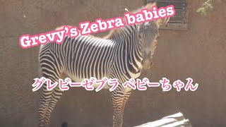 Grevy's Zebra Baby boy does same thing after mom did　シマウマ　ママがすると僕もするｗトイレタイム）　Los Angeles Zoo