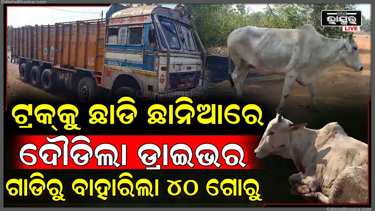 40 ଗୋରୁ ନେଇ ଯାଉଥିଲା ଟ୍ରକ ଡ୍ରାଇଭର, ଗୋଡ଼େଇ ଗୋଡ଼େଇ ଧରିଲେ ଗ୍ରାମବାସୀ