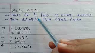 what are spinal nerves | total number of spinal nerves | spinal nerves in body