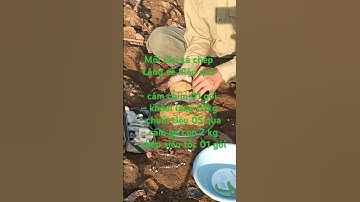 mồi câu cá chép lăng xê hiệu quả #shorts #fishing