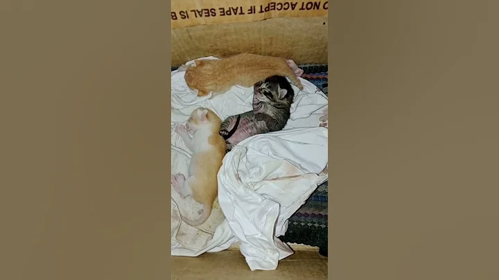 Watch the video about Newborn Punda vs Now #shorts #viral #trending #pets #cat #funny