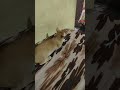 #funnycat Masti masala