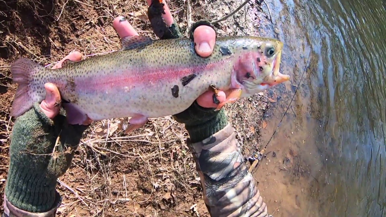 NJ Winter Trout Stocking FIRST CAST FISH ON! YouTube