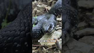 RARA BISCIA D'ACQUA DI COLORE NERO! #animali #serpenti #natura #trekking