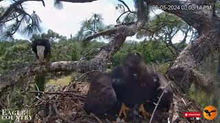 Quick Clip - Checking in on Swampy - Eagle Country - Abby, Blaze, Swampy, RIP Meadow (5/5)
