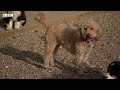 Lockdown puppies lead to the rise of doggy day care demand