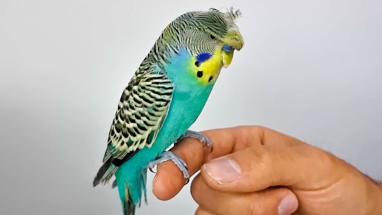 ترويض ذكر طائر البادجي الكريست البالغ على اليد و تدريب البادجي على عدم العض و تمسيد الرأس